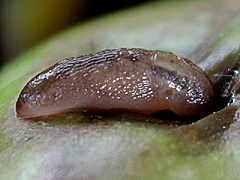 Slug